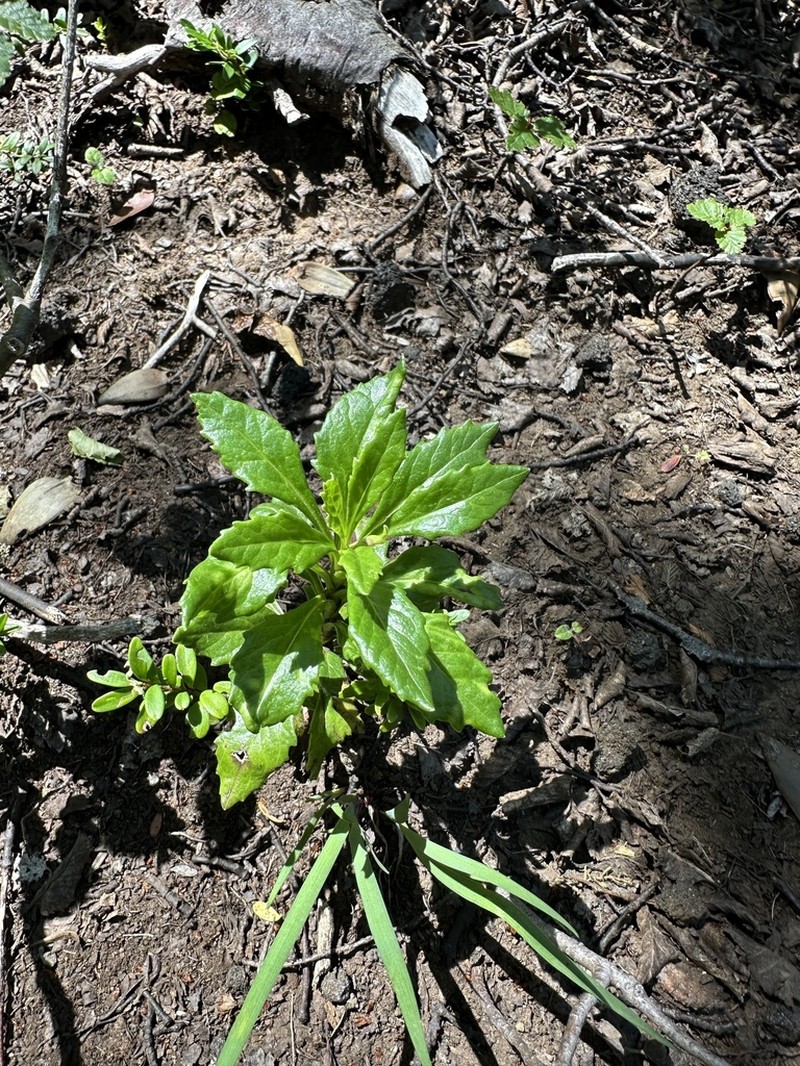 Senecio pilquensis photo 8