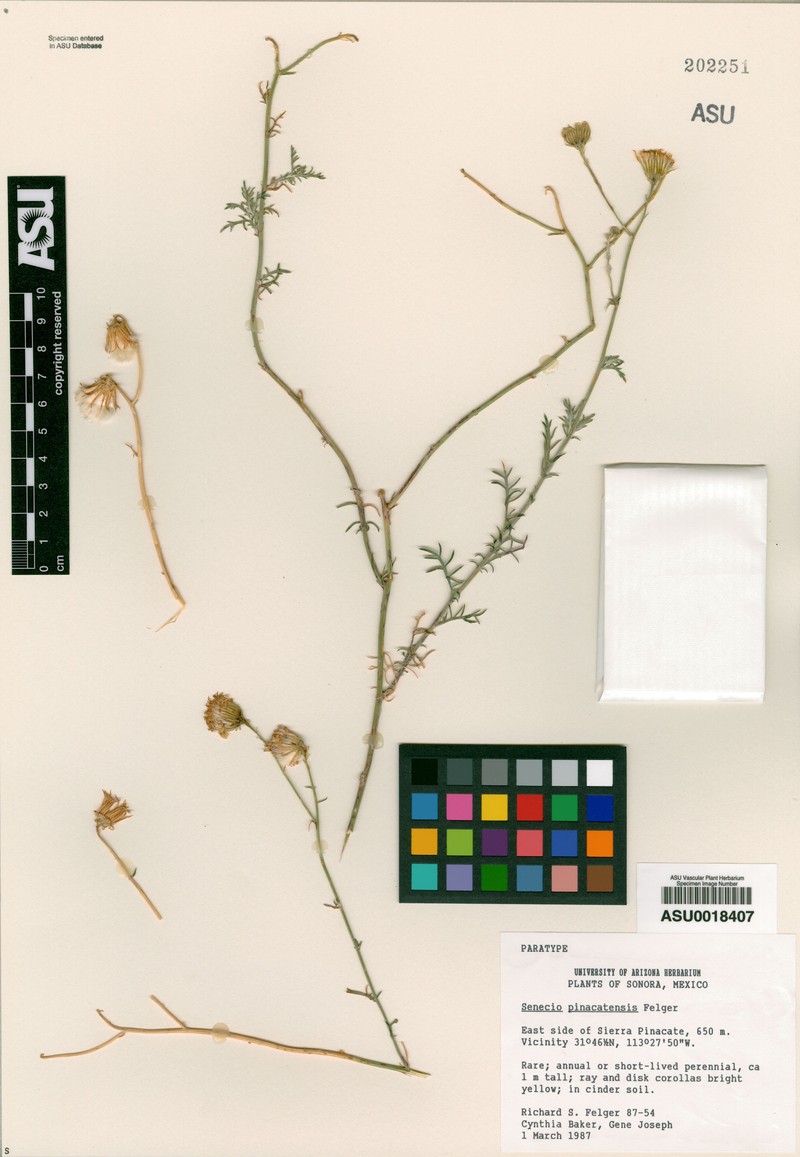 Senecio pinacatensis