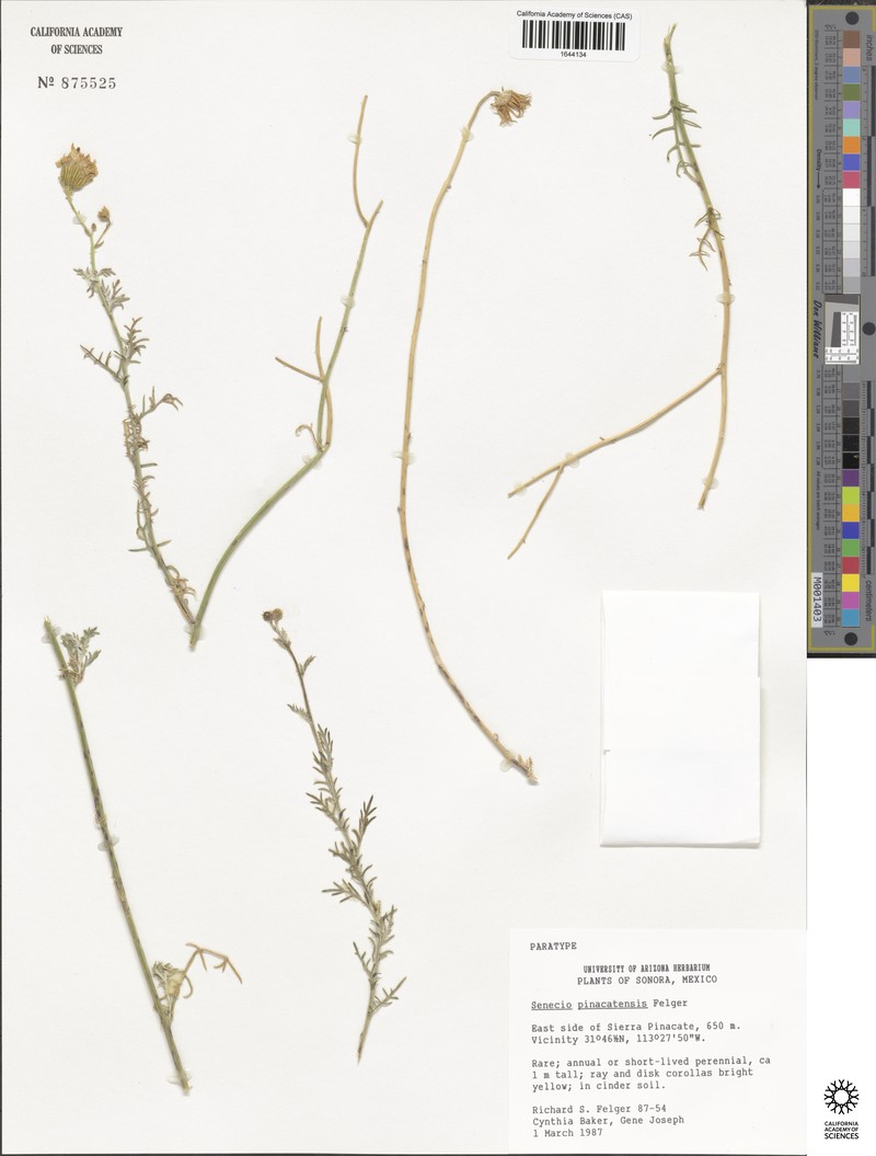 Senecio pinacatensis photo 2