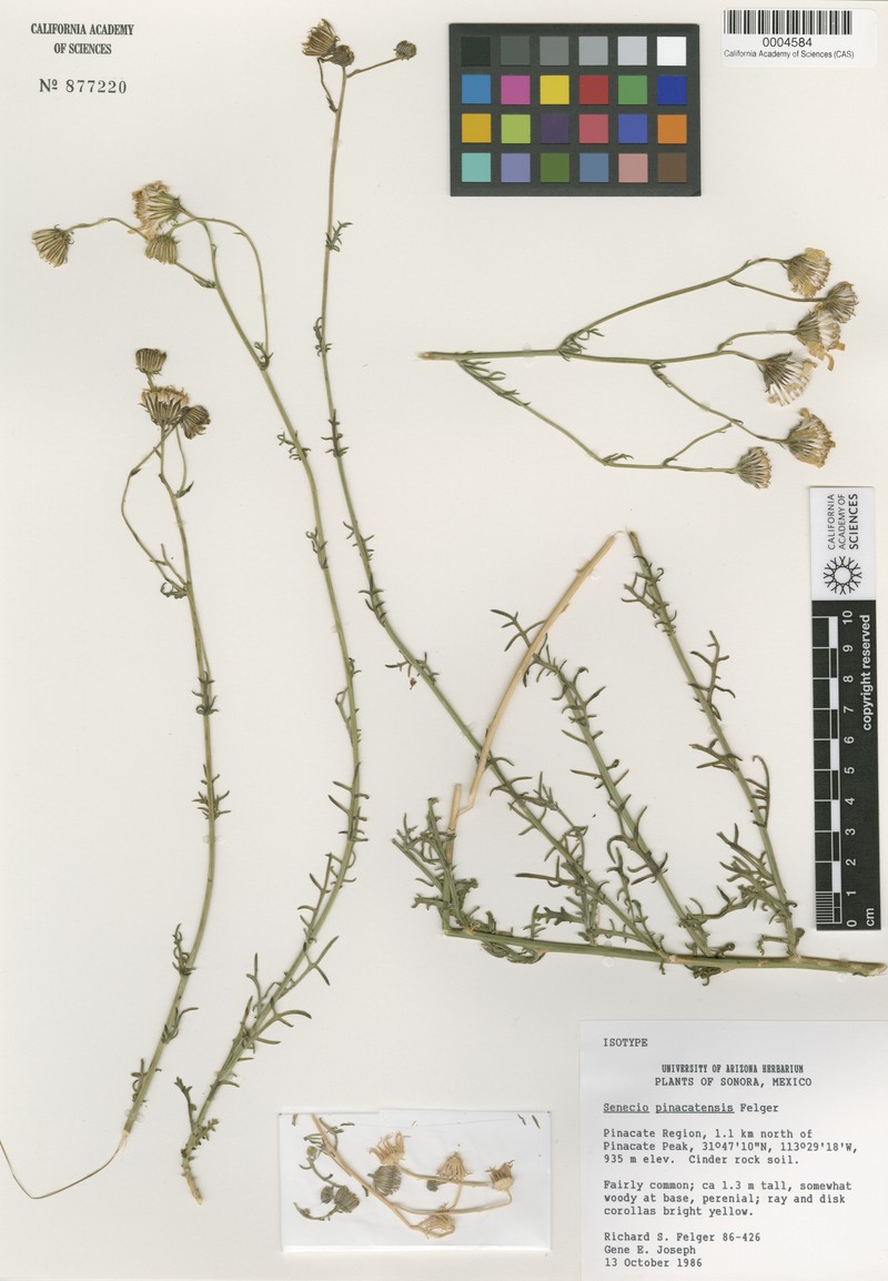 Senecio pinacatensis photo 3