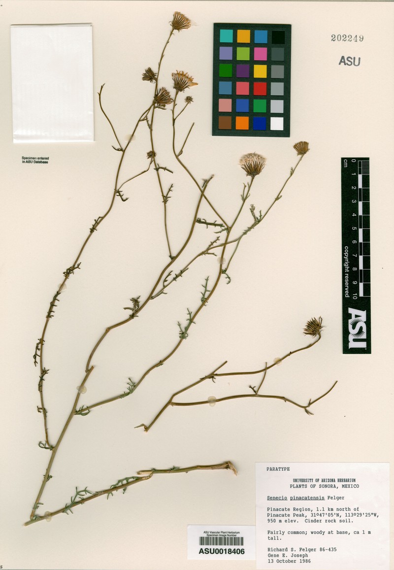 Senecio pinacatensis photo 4