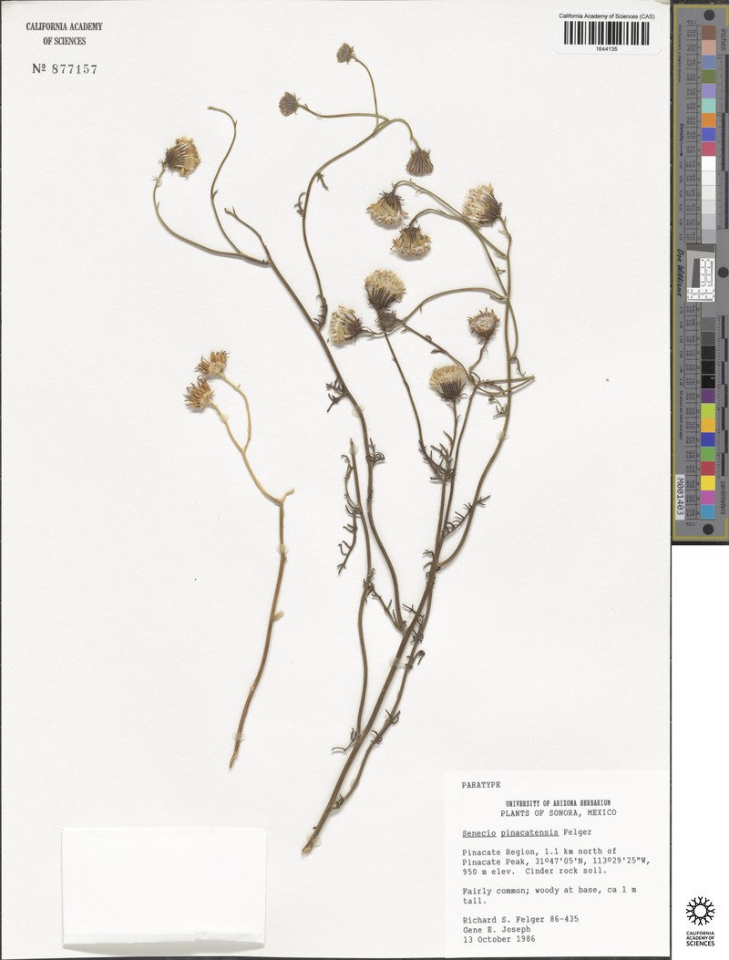 Senecio pinacatensis photo 5