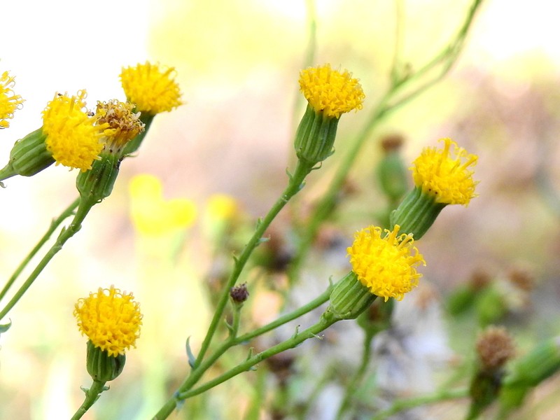 Senecio pinachensis