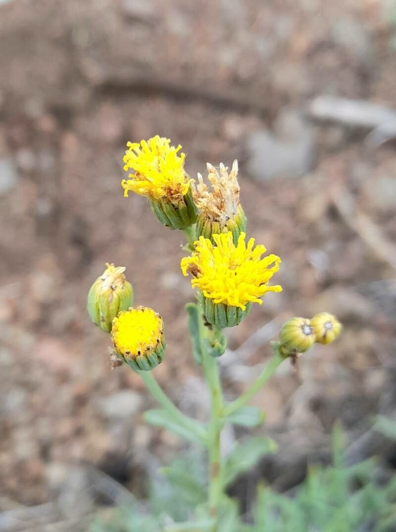 Senecio pinachensis photo 2