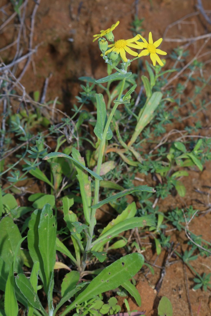 Senecio pinguiculus photo 2
