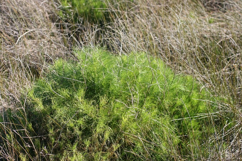 Senecio pinnatifidus photo 2