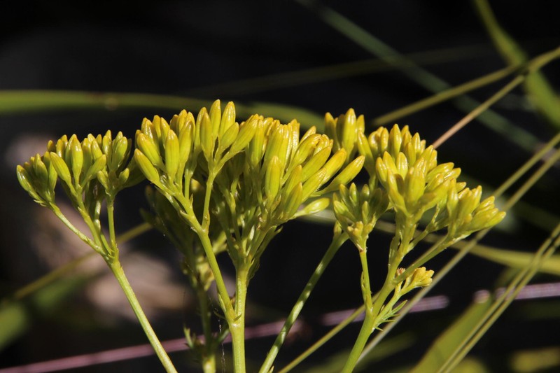 Senecio pinnatifidus photo 4
