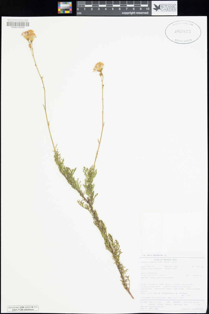 Senecio pinnatifidus photo 5