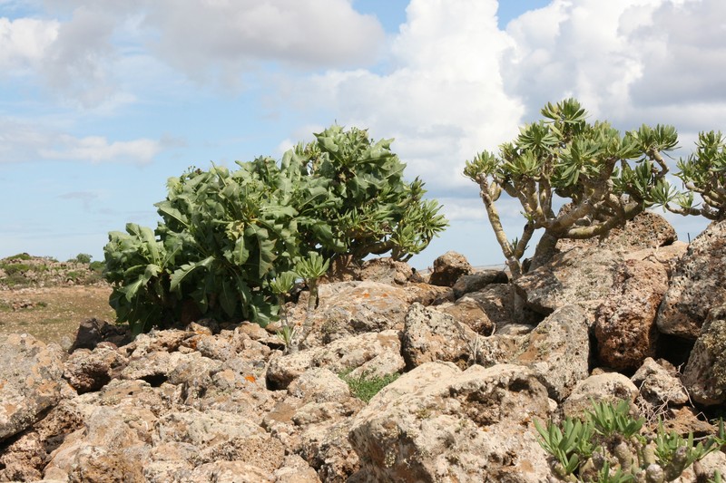 Senecio pinnatifidus