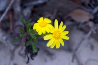 Senecio pinnatifolius