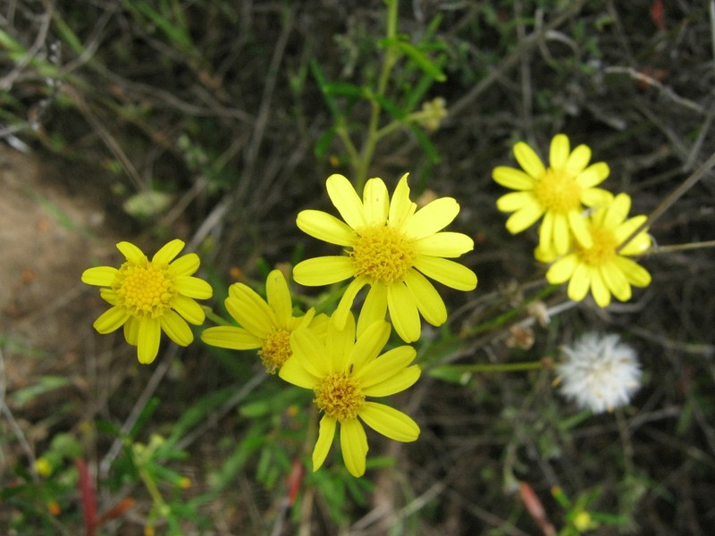 Senecio pinnatifolius photo 2