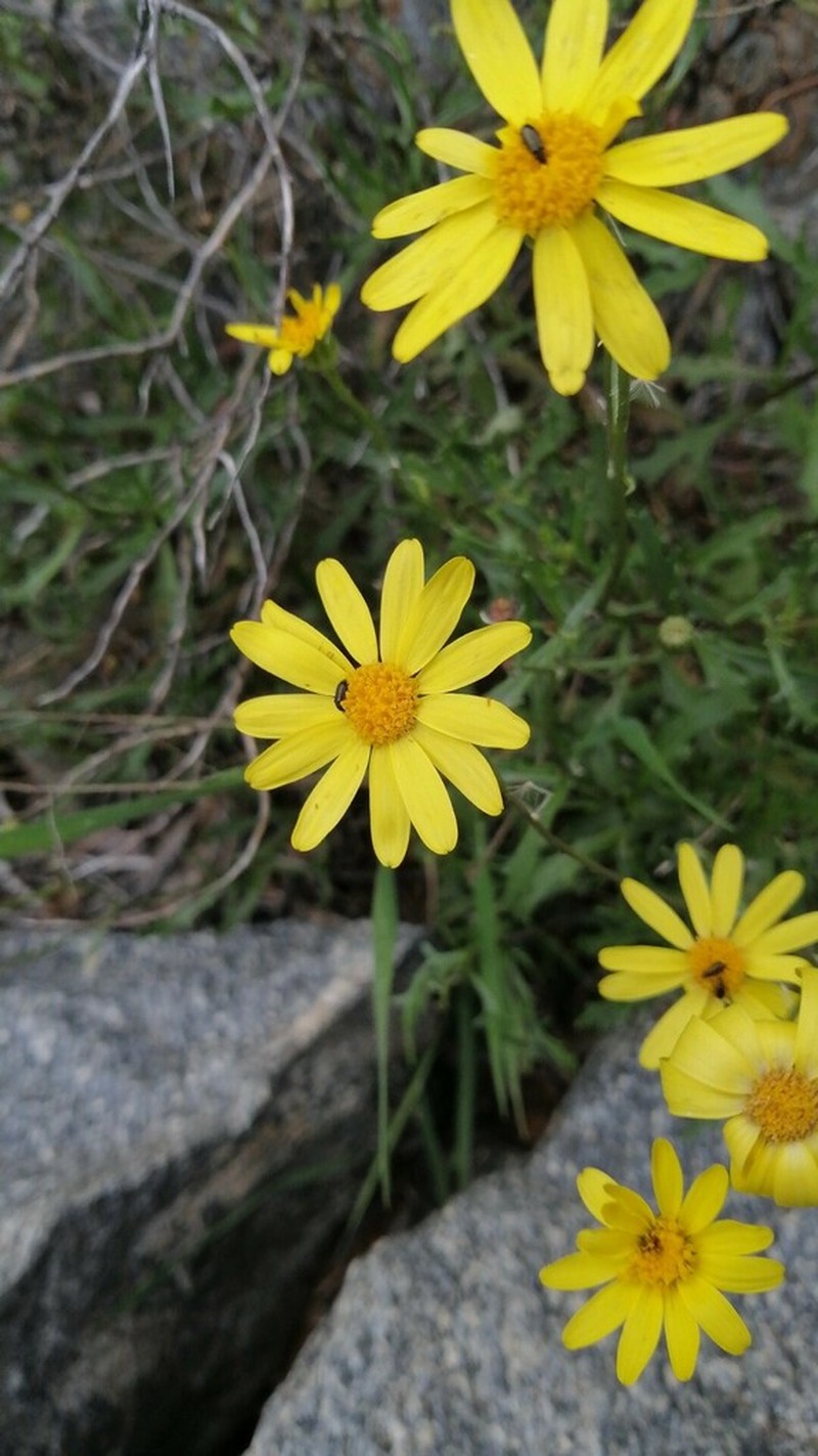 Senecio pinnatifolius photo 3