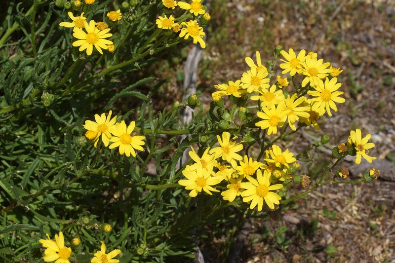 Senecio pinnatifolius photo 4