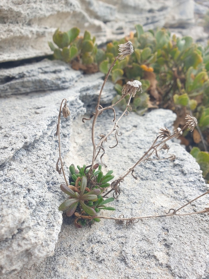 Senecio pinnatifolius photo 5
