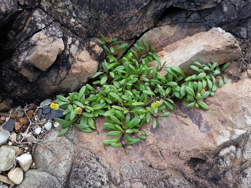 Senecio pinnatifolius photo 7