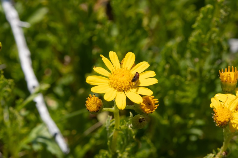 Senecio pinnatifolius var. alpinus