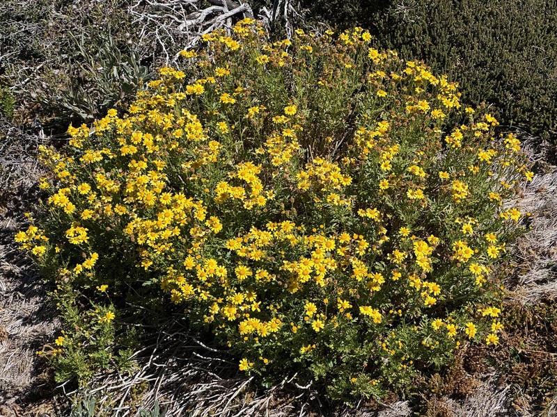Senecio pinnatifolius var. alpinus photo 2