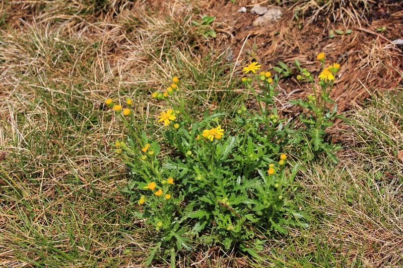 Senecio pinnatifolius var. alpinus photo 3