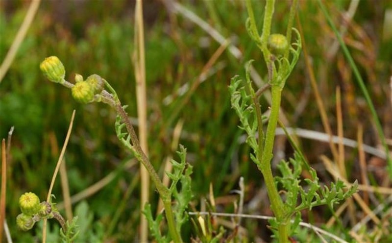Senecio pinnatifolius var. alpinus photo 4