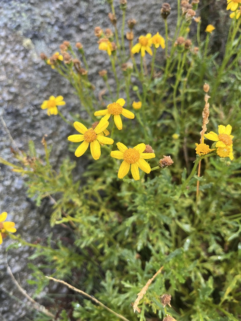 Senecio pinnatifolius var. alpinus photo 5