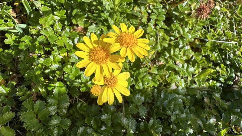 Senecio pinnatifolius var. alpinus photo 6