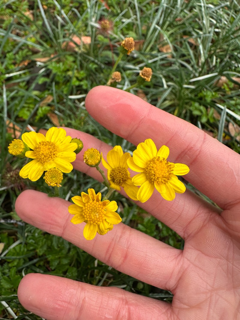 Senecio pinnatifolius var. alpinus photo 7