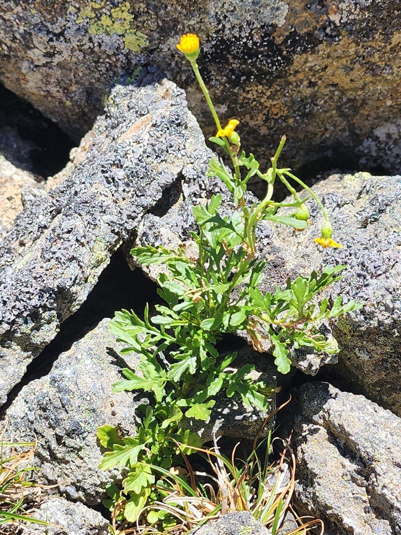 Senecio pinnatifolius var. alpinus photo 8