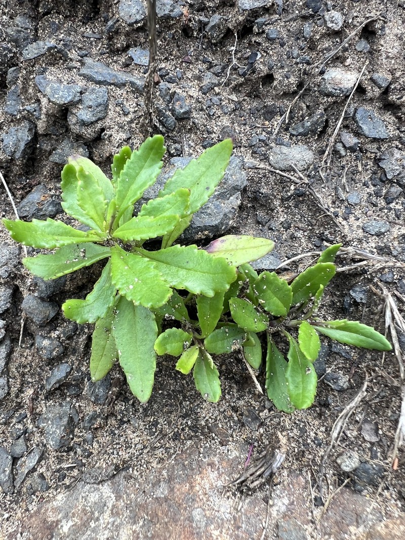 Senecio pinnatifolius var. lanceolatus