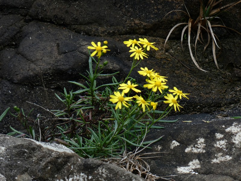 Senecio pinnatifolius var. lanceolatus photo 3