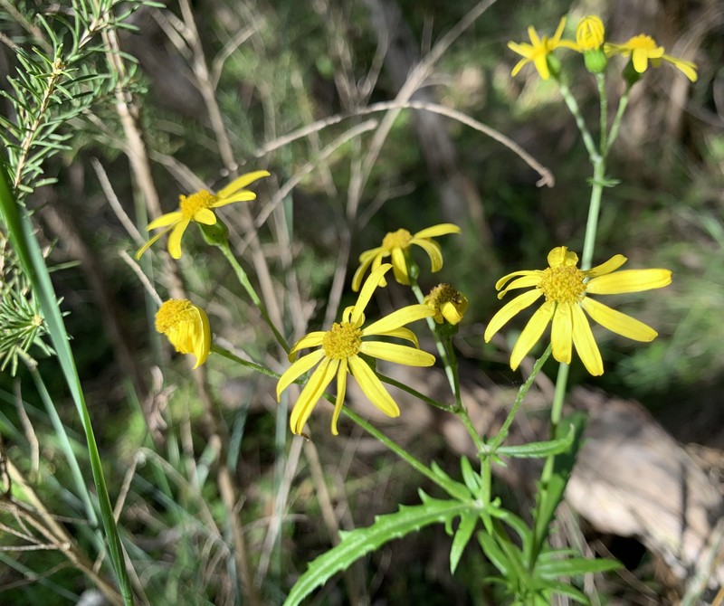 Senecio pinnatifolius var. lanceolatus photo 4