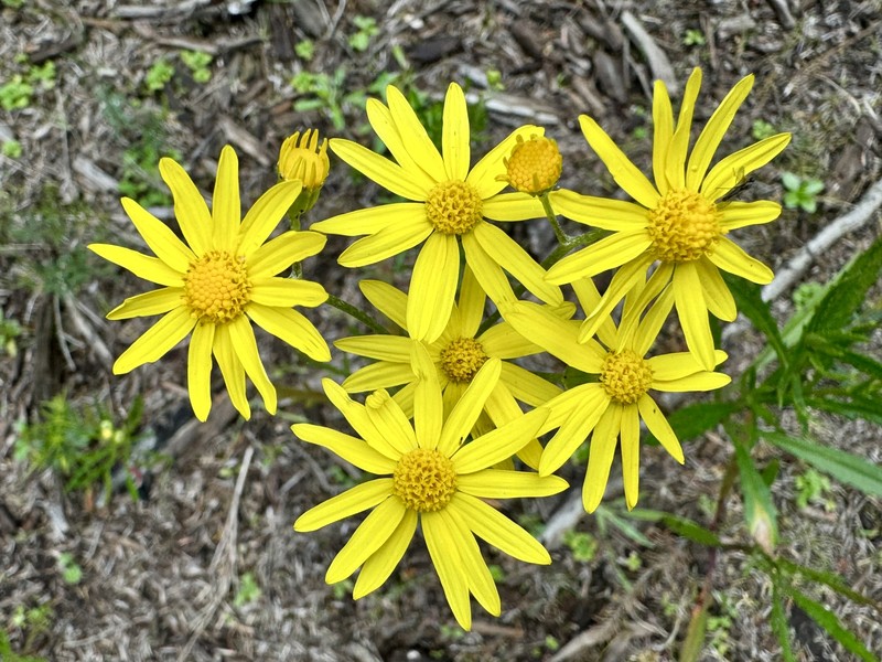 Senecio pinnatifolius var. lanceolatus photo 5