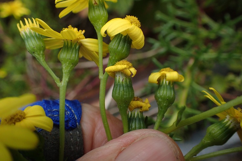 Senecio pinnatifolius var. lanceolatus photo 7