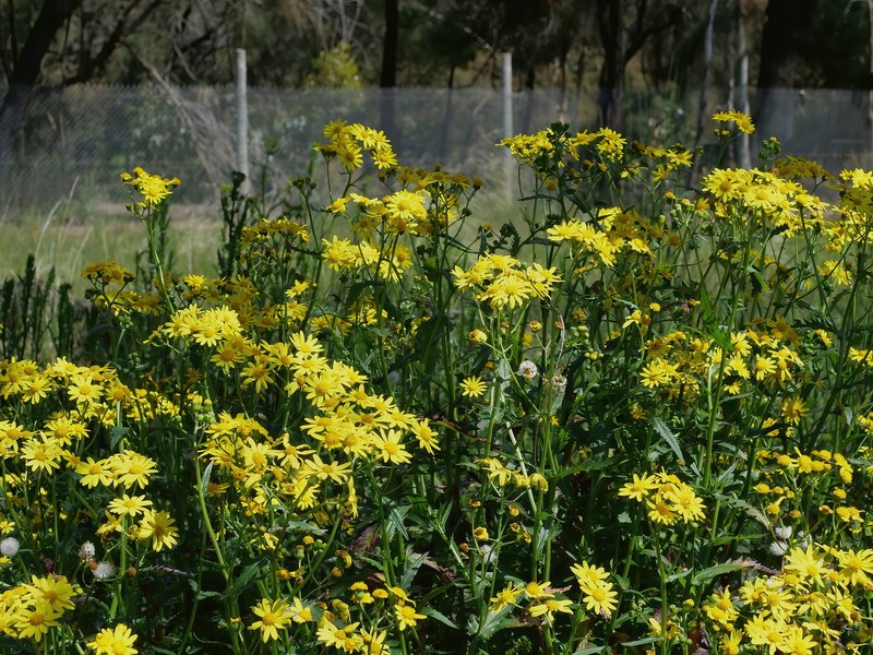Senecio pinnatifolius var. lanceolatus photo 8