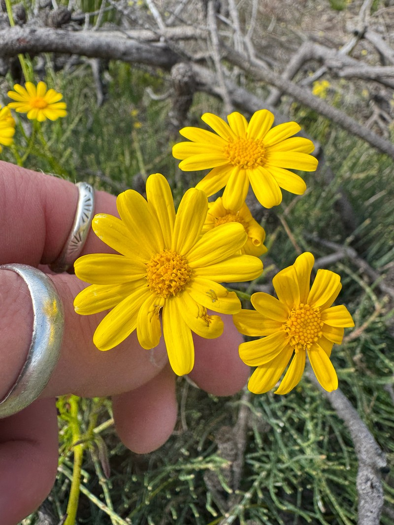 Senecio pinnatifolius var. latilobus