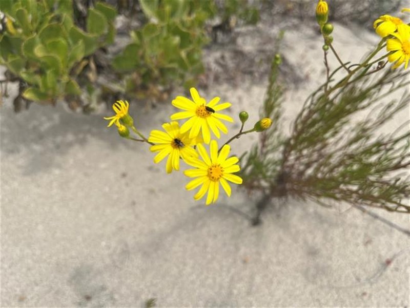 Senecio pinnatifolius var. latilobus photo 2