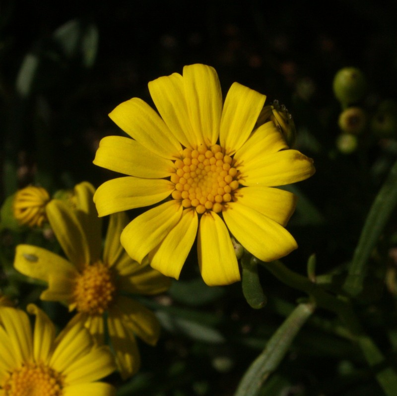 Senecio pinnatifolius var. latilobus photo 3