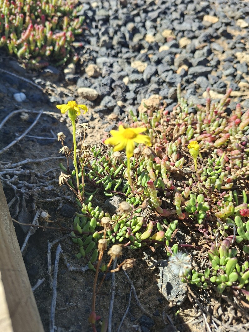 Senecio pinnatifolius var. maritimus