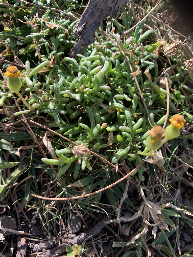 Senecio pinnatifolius var. maritimus photo 2
