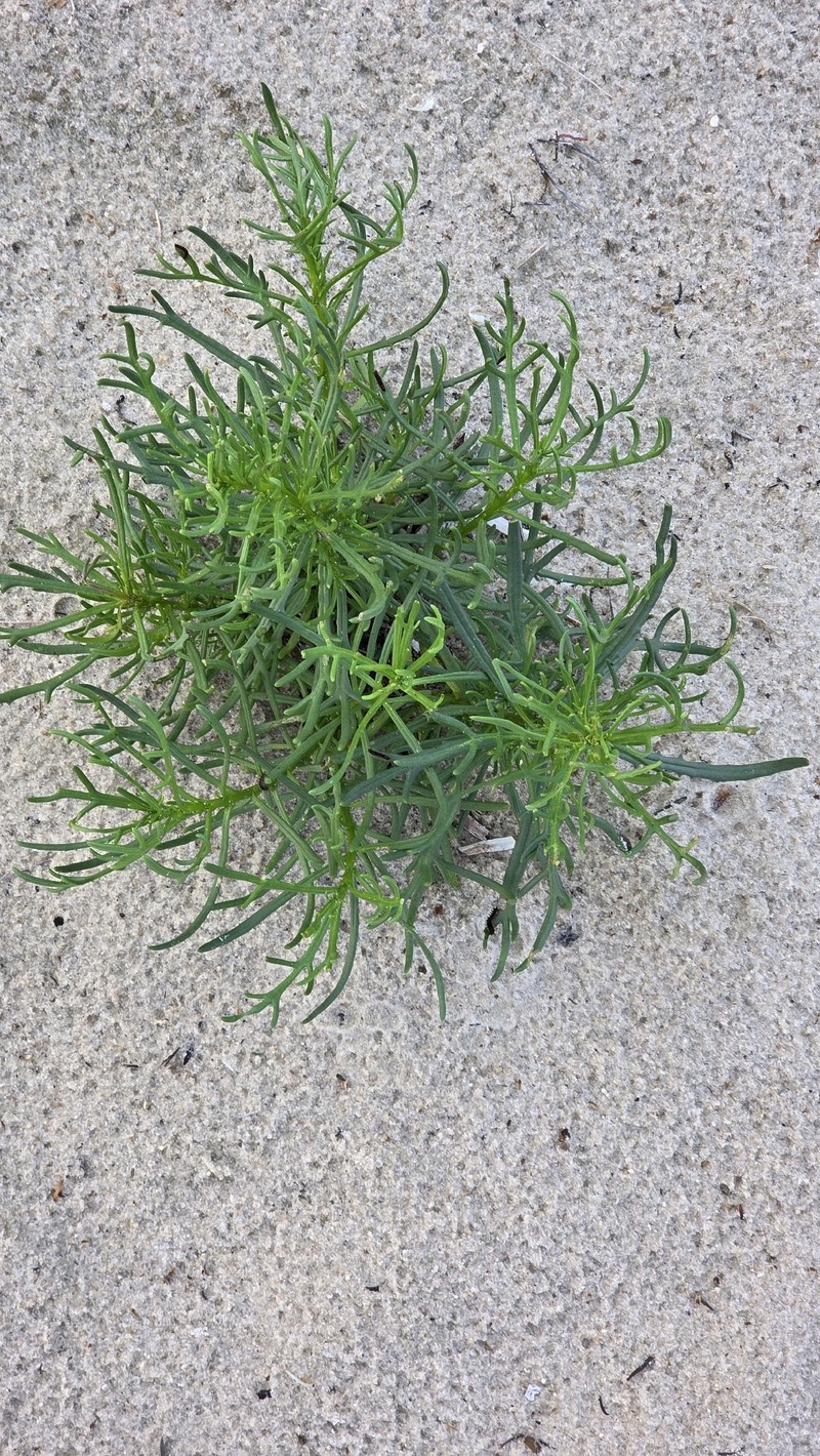 Senecio pinnatifolius var. maritimus photo 3