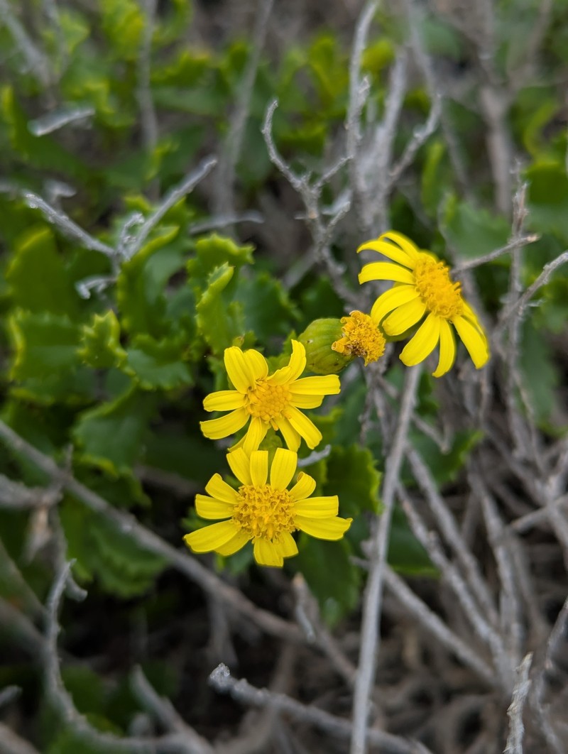 Senecio pinnatifolius var. maritimus photo 4