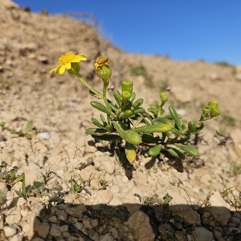 Senecio pinnatifolius var. maritimus photo 5