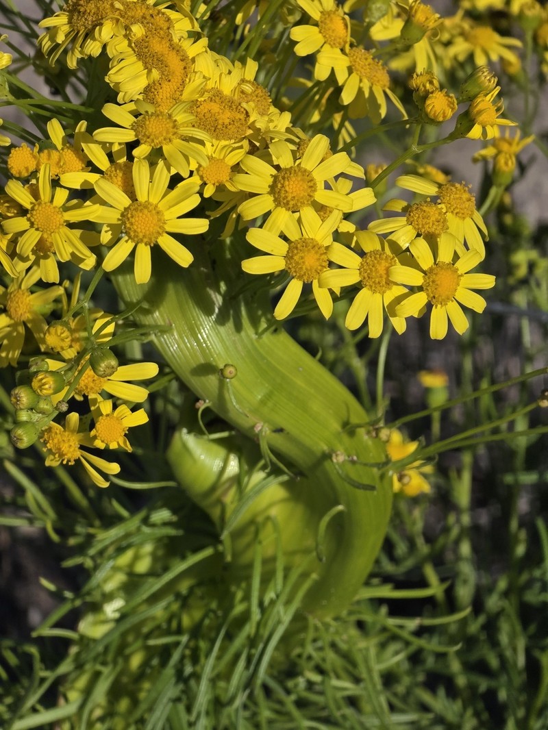 Senecio pinnatifolius var. maritimus photo 6