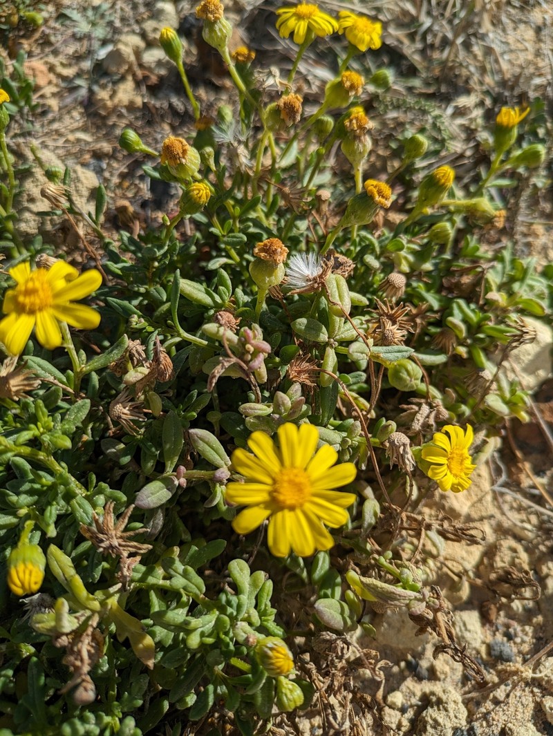Senecio pinnatifolius var. maritimus photo 7