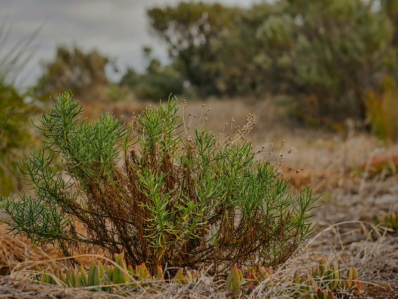 Senecio pinnatifolius var. maritimus photo 8