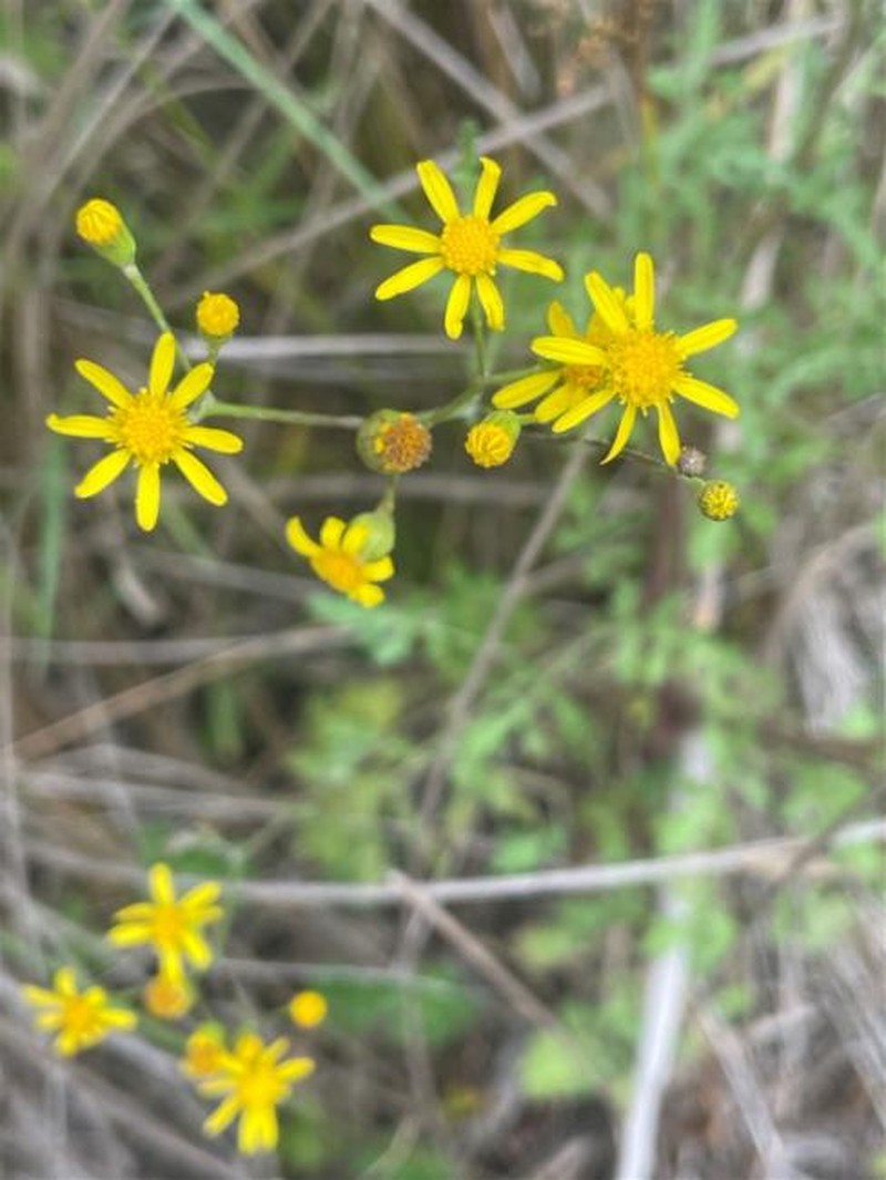 Senecio pinnatifolius var. pinnatifolius