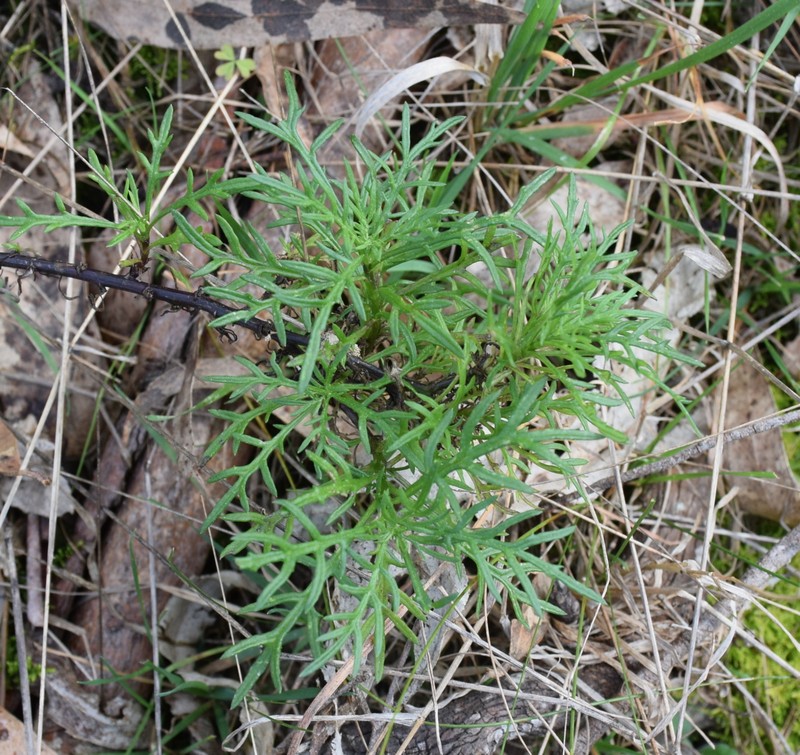 Senecio pinnatifolius var. pinnatifolius photo 2