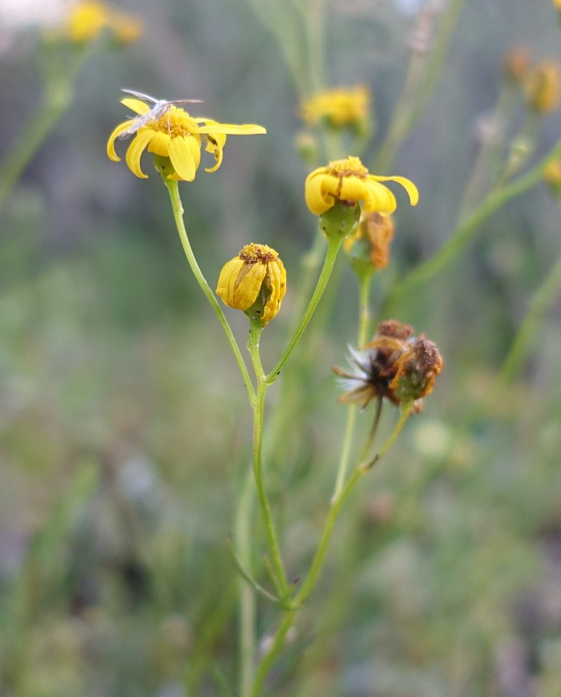 Senecio pinnatifolius var. pinnatifolius photo 3