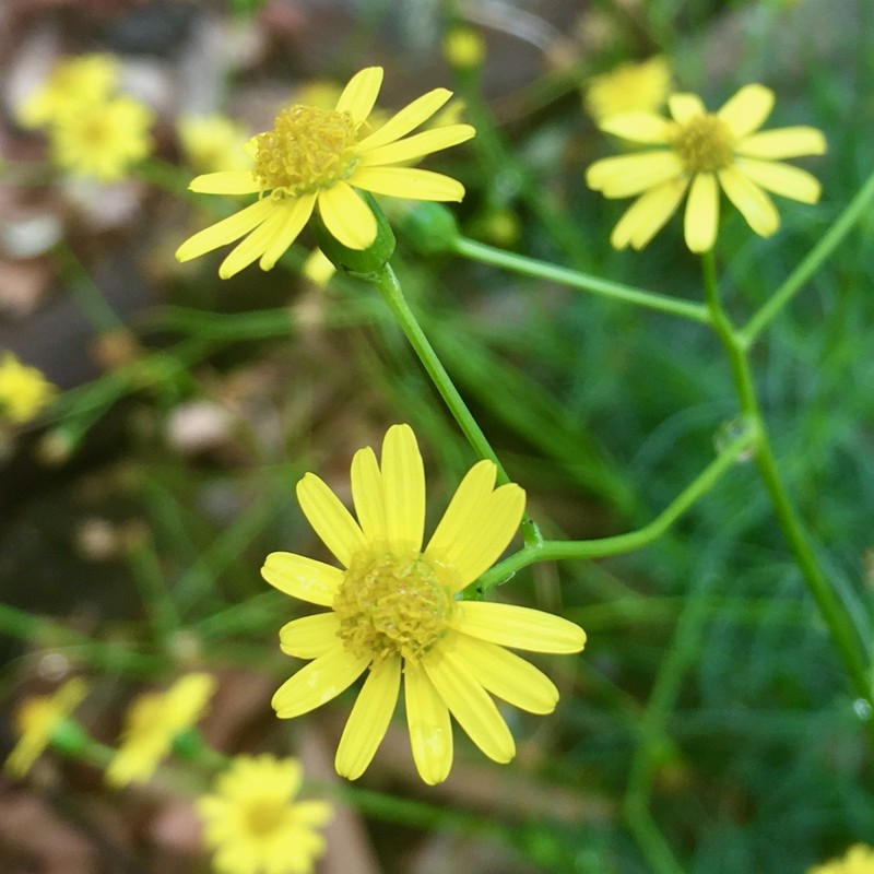 Senecio pinnatifolius var. pinnatifolius photo 4