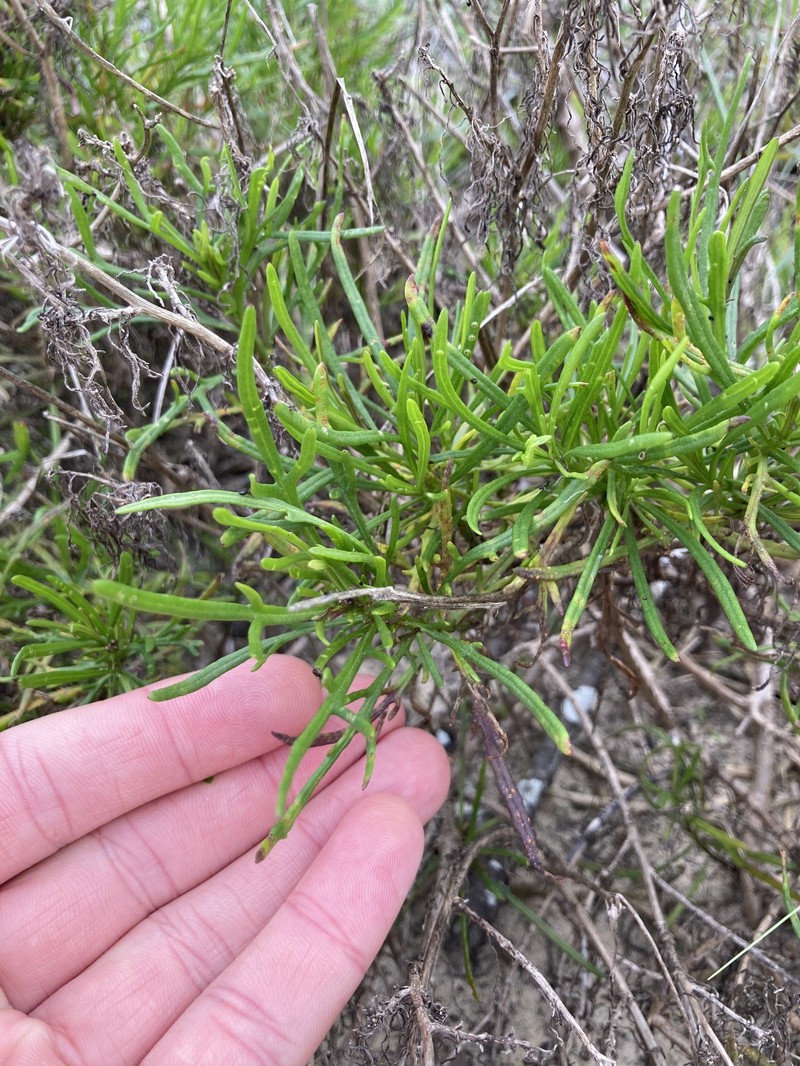 Senecio pinnatifolius var. pinnatifolius photo 5