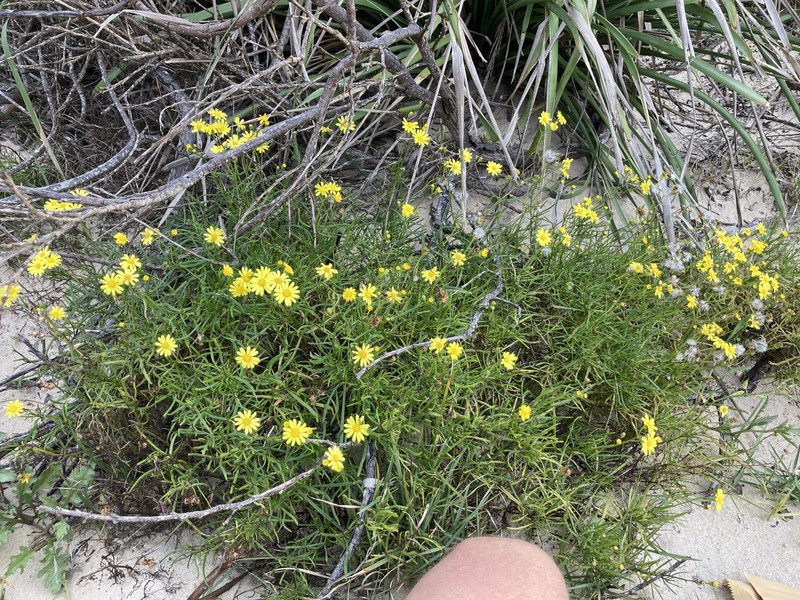 Senecio pinnatifolius var. pinnatifolius photo 6